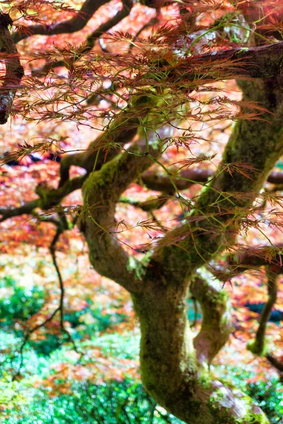 Widok Czerwonego Klonu Japońskiego Portland Oregon — Zdjęcie stockowe