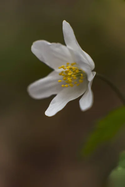 Budwushing Anemone Nemorosa Full Bloom — Foto de Stock