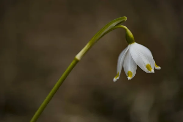 March Mug Spring Node Flower Full Bloom — стоковое фото