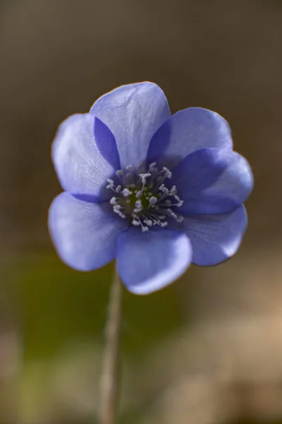 Fioriture Epatiche Epatiche Nobilis Fiore Primo Piano — Foto Stock