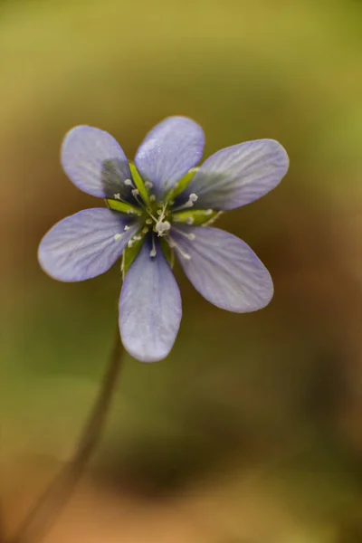 Játra Květ Hepatica Nobilis Květu Detailu — Stock fotografie