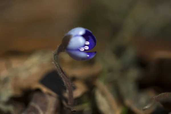 Hígado Florece Nutre Nóminas Flor Crecimiento Cercano — Foto de Stock