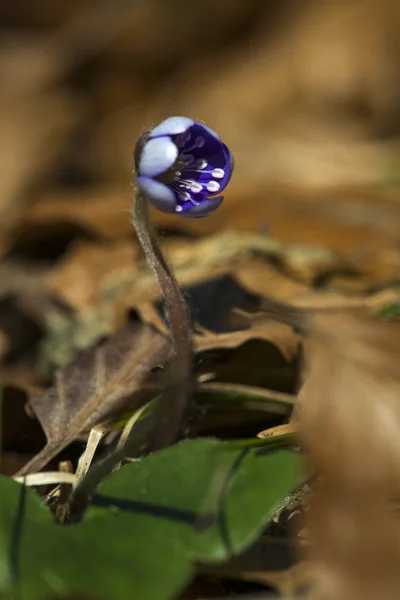 Hígado Florece Nutre Nóminas Flor Crecimiento Cercano — Foto de Stock