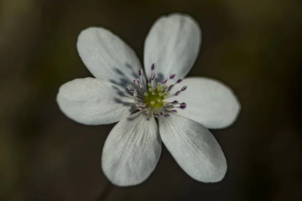 Eine Seltene Weiße Leberblüte Hepatica Nobilis Voller Blüte Nahaufnahme — Stockfoto