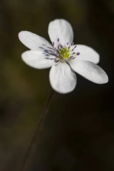 Rzadka Biała Wątroba Kwiat Hepatica Nobilis Rozkwicie Zbliżeniu — Zdjęcie stockowe