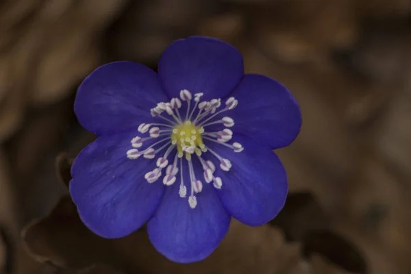 Karaciğer Çiçeği Hepatika Nobilis Yakın Planda Çiçek Açar — Stok fotoğraf