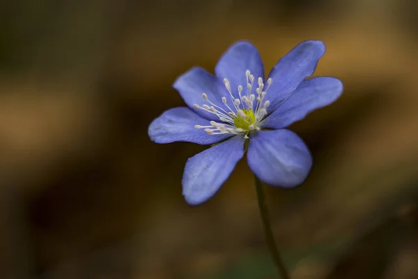 Άνθηση Ήπατος Hepatica Nobilis Άνθιση Κοντινό Πλάνο — Φωτογραφία Αρχείου