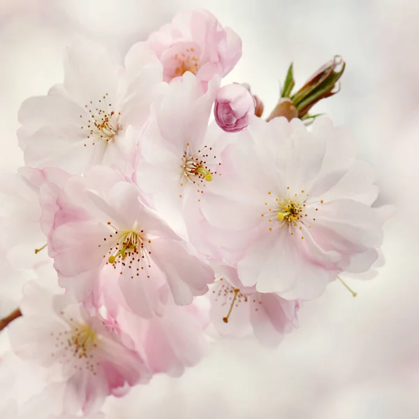 Cherry Blossom Flowers Tree Branches Spring Flower Bloom — Stock Photo, Image