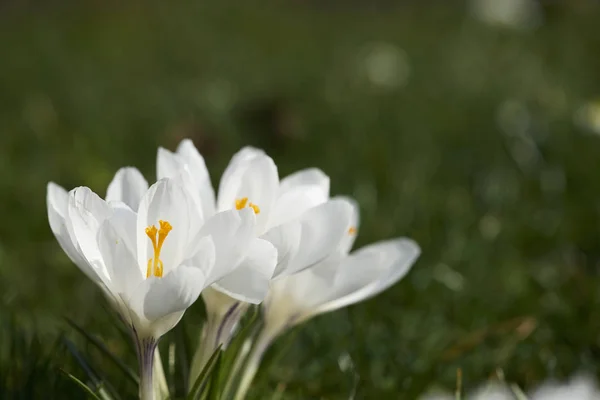 Crocos Pétalas Flores Primavera — Fotografia de Stock