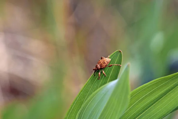 Rets Beetle Curculio Spec — Foto de Stock