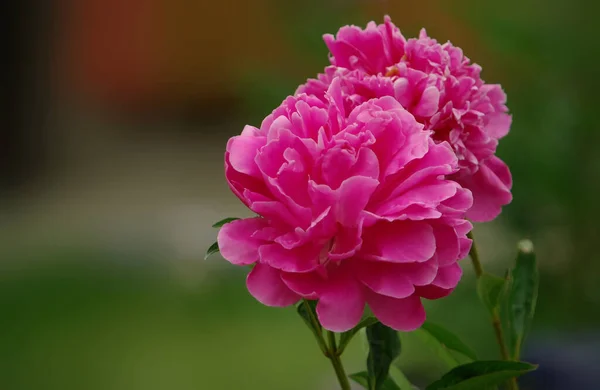 Pion Blommor Kronblad Flora — Stockfoto