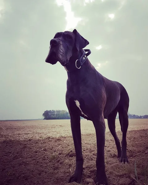 Portret Van Een Schattige Hond — Stockfoto