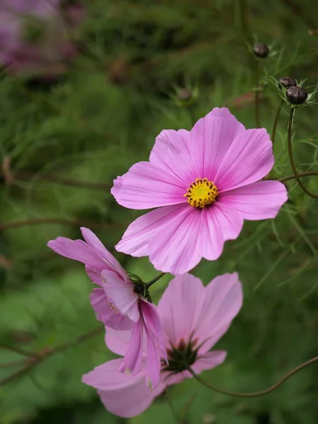 Cosmos Kwiaty Ogrodzie — Zdjęcie stockowe