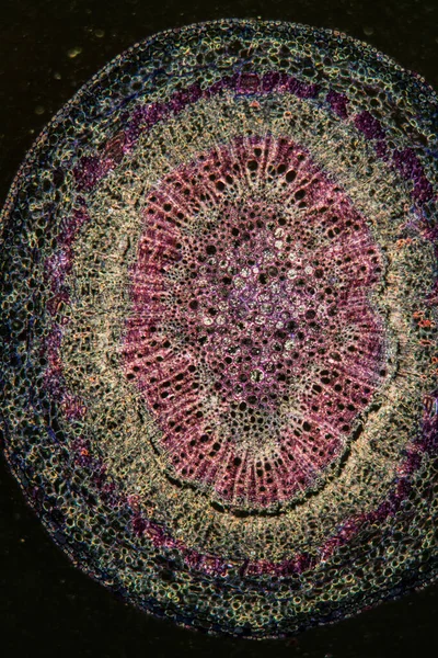 Makroaufnahme Hintergrund Der Oberfläche Mikroskopischer Zellen — Stockfoto