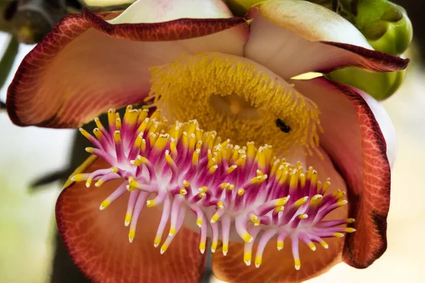 Cannonball Tree Bloom Close Tropical Flower Tree — Stock Photo, Image