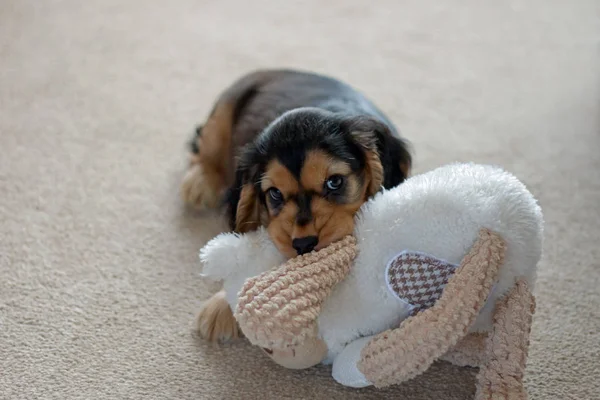 Acht Weken Oude Engelse Show Cocker Spaniel Puppy Spelen Met — Stockfoto