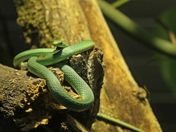 Grågädda Opheodrys Aestivus — Stockfoto