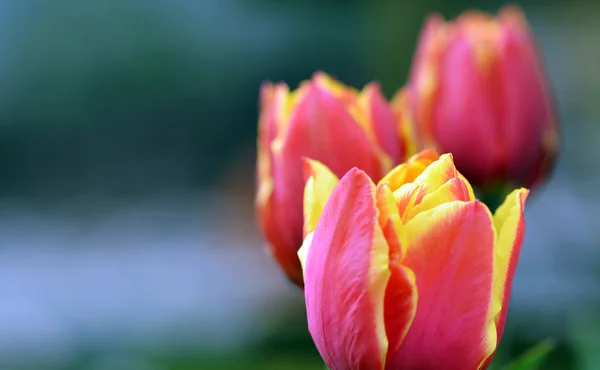 Tulipes Fleurs Fleurs Printanières — Photo