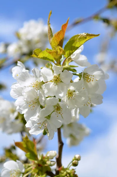 Cseresznyevirág Virágok Faágakon Tavaszi Virág Virágzás — Stock Fotó