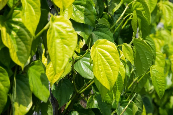 파이퍼 농장에 기어오르는 식물로서 잎사귀를 익는다 — 스톡 사진