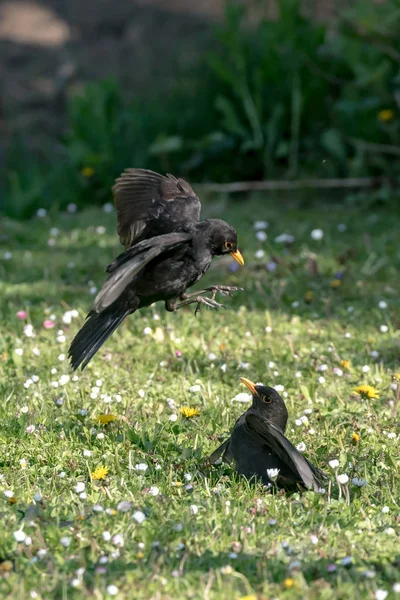 Twee Merels Strijd — Stockfoto