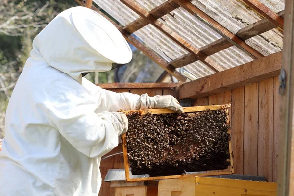 Beekeeper Work Honeycomb Honey Production — Stock Photo, Image