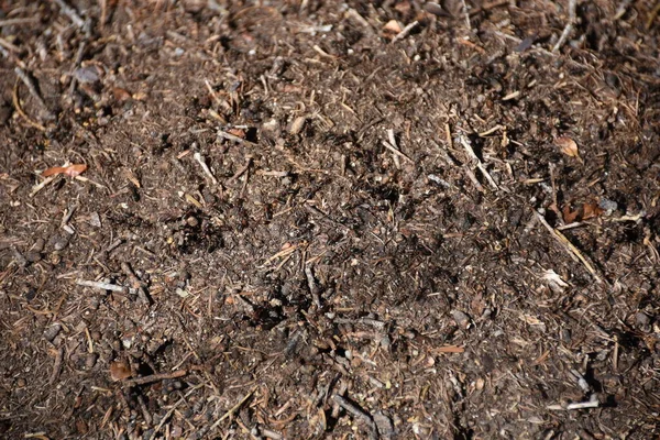 Ameisenhügel Ameisenhaufen Ameisen Waldeisen Wiese Alm Alpen Osttirol — Stockfoto