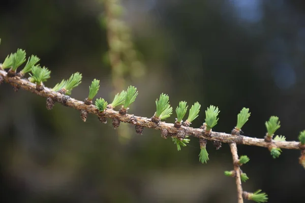 Jaws Softwood Refit Needles Needle Tufts Spring Grow Branch — Stock Photo, Image