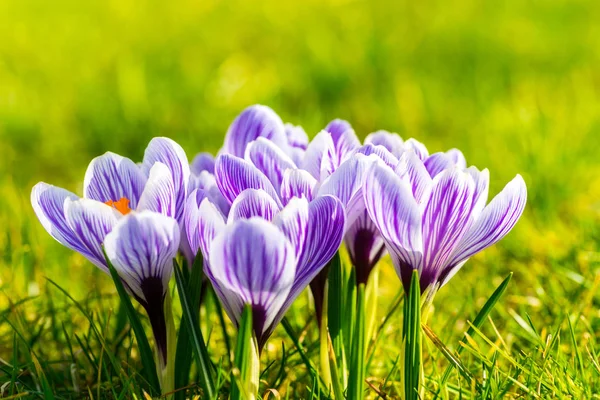 Crocus Fleurs Fleuries Dans Nature Flore Printanière — Photo