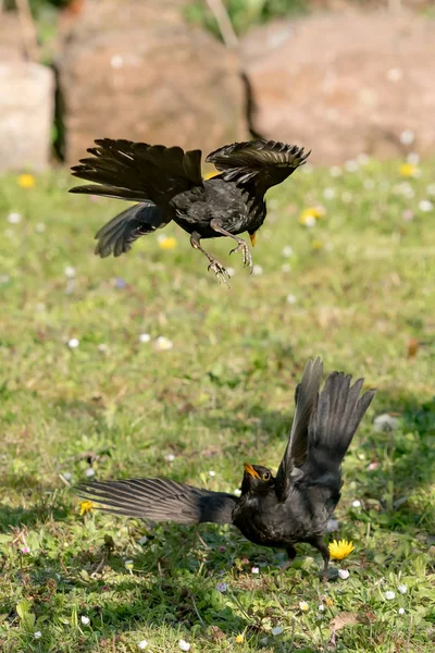 戦闘中の黒鳥2羽 — ストック写真