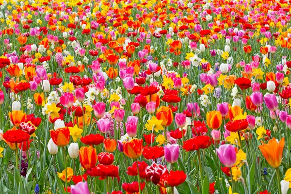 Tulpen Blühen Blütenblätter Frühlingsflora — Stockfoto