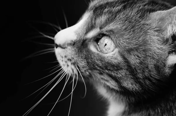 Portret Kot Czerń Biel — Zdjęcie stockowe