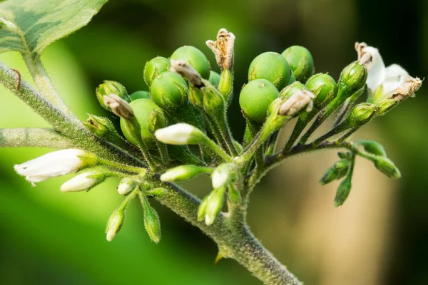 Pokaauch Close Bagas Natureza — Fotografia de Stock