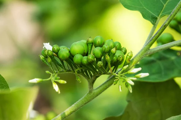 Pokaauch Gros Plan Sur Les Baies Dans Nature — Photo