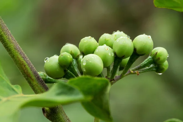 Pokaauch Close Bagas Natureza — Fotografia de Stock