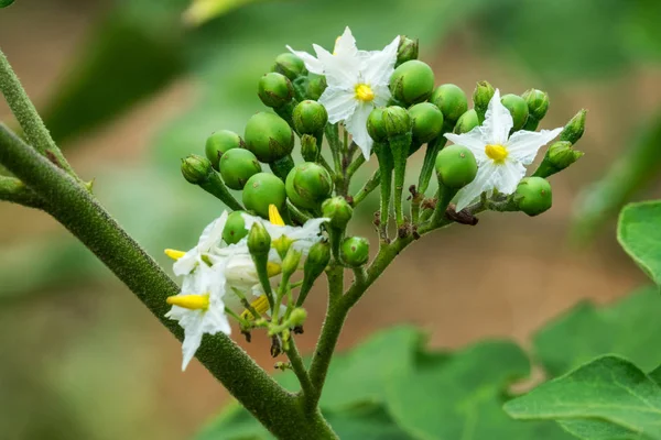 Pokaauch Close Dari Buah Berry Alam — Stok Foto