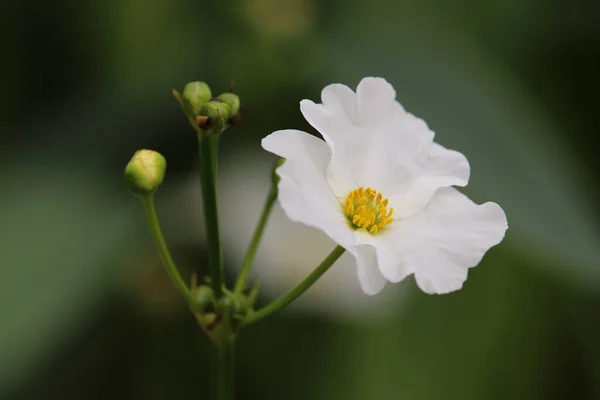 Güzel Çiçekler Çiçek Konsepti — Stok fotoğraf