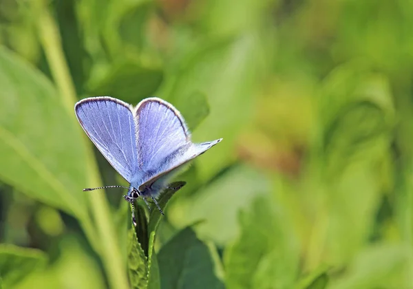 Små Besparingar Mässing Polyommatus Tersites Från Den Kejserliga Stolen — Stockfoto