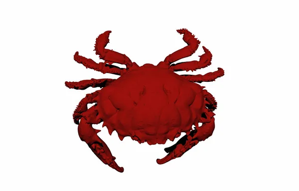 Crabe Plage Animal Mer — Photo