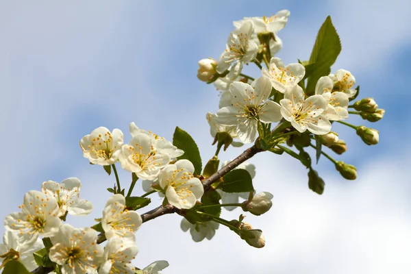 Weiße Blütenblätter Frühlingssommerflora — Stockfoto