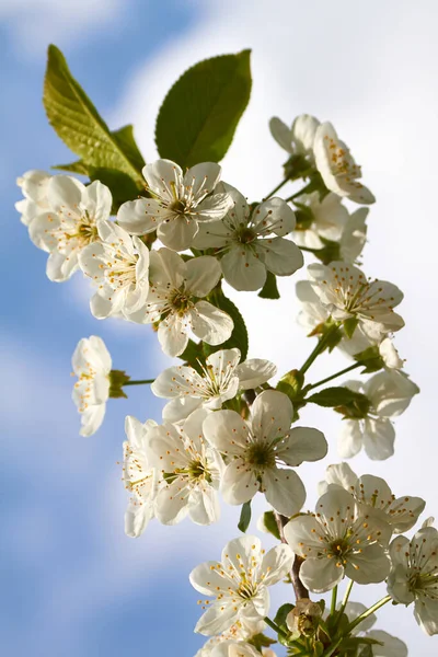 Weiße Blütenblätter Frühlingssommerflora — Stockfoto