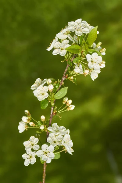 White Flowers Petals Spring Summer Flora — Stock Photo, Image