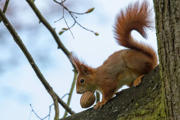 Flora Fauna Squirrel Animal Rodent Fluffy Squirrel — Stock Photo, Image