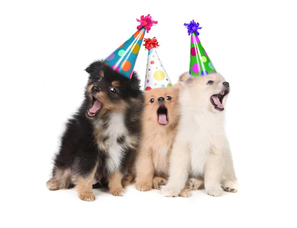 Filhotes Cachorro Humorísticos Cantando Canção Aniversário Feliz Vestindo Chapéus Tolos — Fotografia de Stock