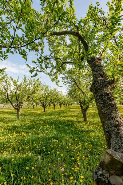 Boomgaard Ondergaande Zon Met Bloeiende Paardenbloem — Stockfoto