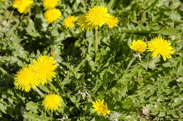 Campo Primavera Com Dentes Leão — Fotografia de Stock