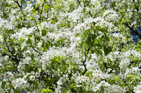 Pere Fiorite Primaverili — Foto Stock