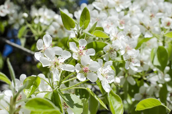 Vårblommande Päronträd — Stockfoto