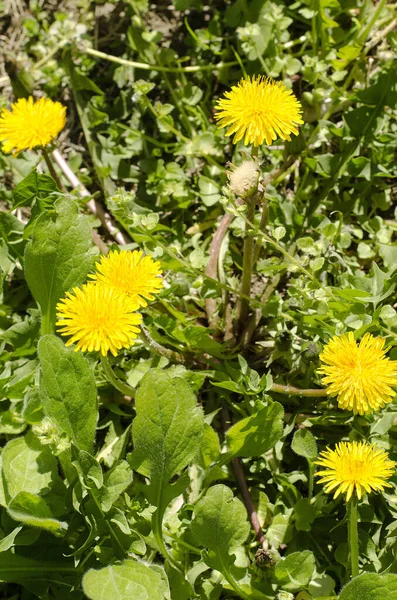 Campo Primavera Com Dentes Leão — Fotografia de Stock