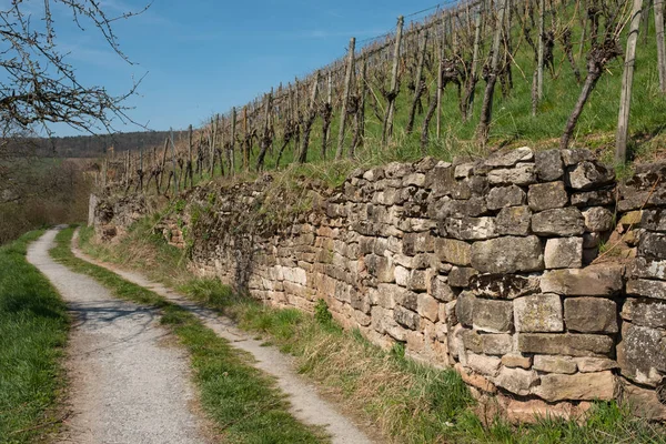 Old Stone Wall Vineyard Germany — Stock Photo, Image